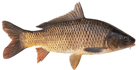 red carp fish|24 Most Popular Types of Carp .